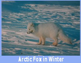 Arctic Fox in winter