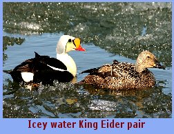 King Eider pair in the icy waters of spring
