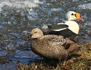 A pair of King Eiders turns to eider brood on mouseover