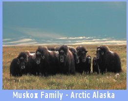 Muskox herd on the Arctic tundra