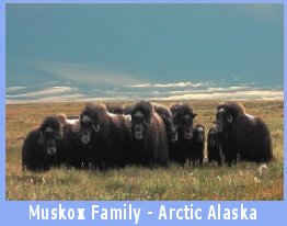 Muskox herd on the Arctic tundra